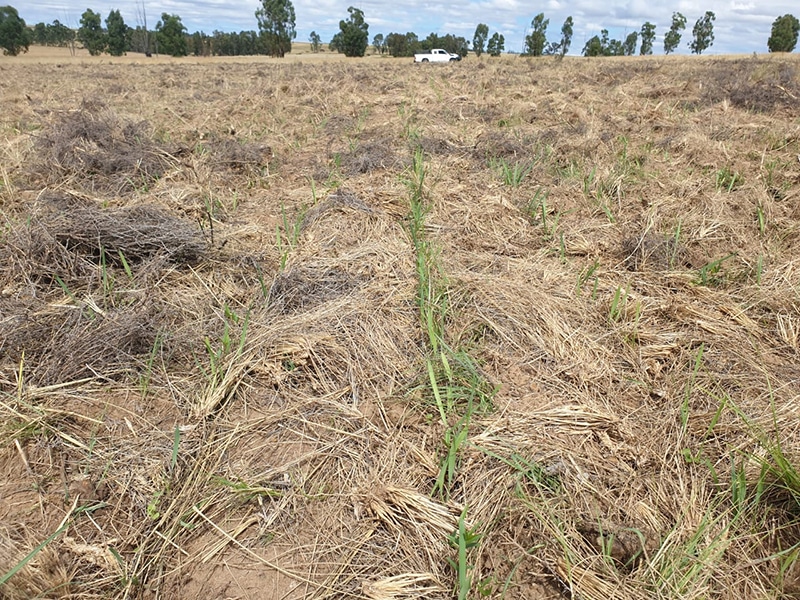 Naturally formed mulch restrained weed growth